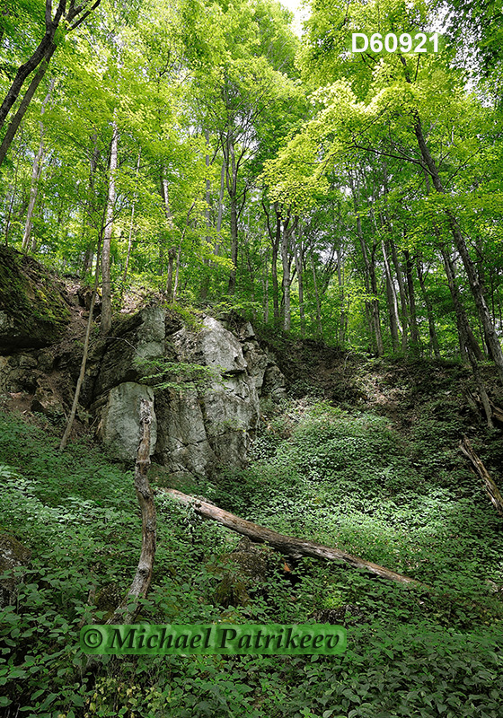 Deciduous Appalachian forest in Canoe Creek State Park